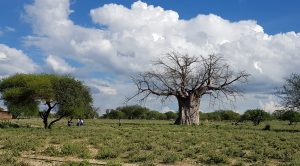 Baobab tree, day 1